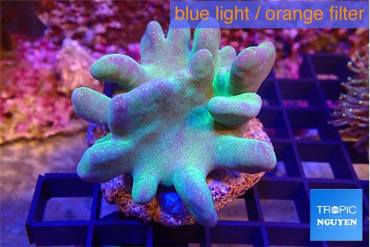 Lobophytum greeny body 7-12 cm WYSIWYG acclimaté