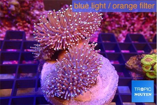 Sarcophyton multi body long white tips polyps 7-12 cm WYSIWYG acclimaté