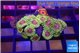 Zoanthus fijii premium 2-4 cm WYSIWYG acclimaté