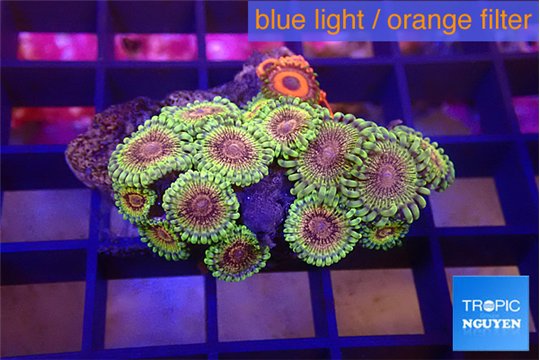 Zoanthus fijii premium 2-4 cm WYSIWYG acclimaté