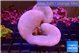 Sarcophyton multi body long white tips polyps 7-12 cm WYSIWYG acclimaté