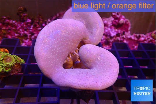 Sarcophyton multi body long white tips polyps 7-12 cm WYSIWYG acclimaté