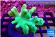 Lobophytum green body 7-11 cm WYSIWYG acclimaté