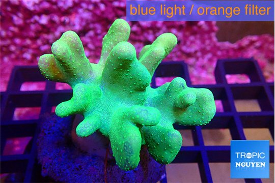 Lobophytum green body 7-11 cm WYSIWYG acclimaté