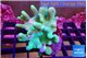Lobophytum greeny body 7-14 cm WYSIWYG acclimaté