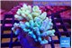 Sinularia golden polyps 7-12 cm WYSIWYG acclimaté