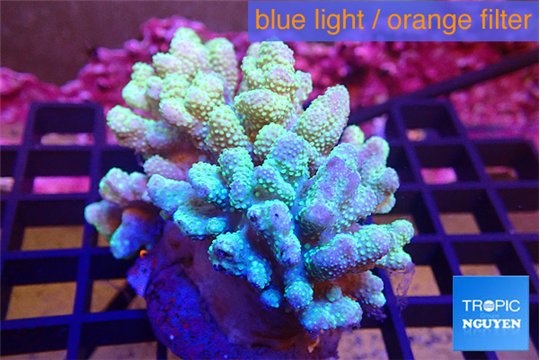 Sinularia golden polyps 7-12 cm WYSIWYG acclimaté