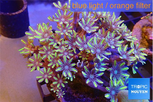 Clavularia papaya lemon laser 7-12 cm WYSIWYG acclimaté