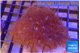 Parazoanthus gracilis yellow polyps 6-10 cm WYSIWYG acclimaté