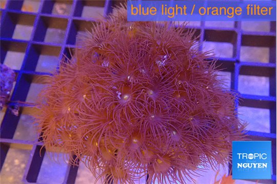 Parazoanthus gracilis yellow polyps 6-10 cm WYSIWYG acclimaté