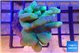 Lobophytum greeny body 5-8 cm WYSIWYG acclimaté