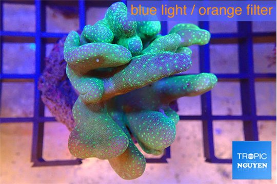 Lobophytum greeny body 5-8 cm WYSIWYG acclimaté