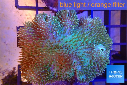 Sarcophyton greeny body 7-12 cm WYSIWYG acclimaté