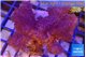 Cladiella long polyps 7-9 cm WYSIWYG acclimaté