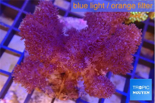 Cladiella long polyps 7-9 cm WYSIWYG acclimaté