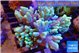 Sinularia golden polyps 8-13 cm WYSIWYG acclimaté