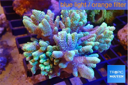 Sinularia golden polyps 8-13 cm WYSIWYG acclimaté
