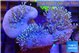 Sarcophyton multi body long white tips polyps 7-12 cm WYSIWYG acclimaté