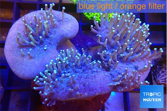 Sarcophyton multi body long white tips polyps 7-12 cm WYSIWYG acclimaté