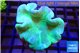 Sarcophyton greeny body 7-12 cm WYSIWYG acclimaté