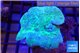Sarcophyton long polyps 6-10 cm WYSIWYG acclimaté
