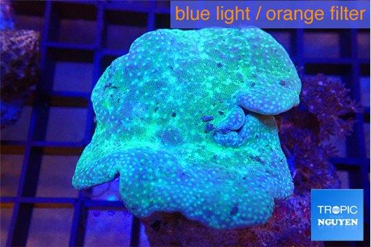 Sarcophyton long polyps 6-10 cm WYSIWYG acclimaté