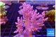 Litophyton arboreum 9-16 cm WYSIWYG acclimaté