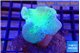 Sarcophyton long polyps 7-11 cm WYSIWYG acclimaté