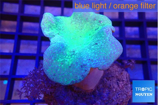 Sarcophyton long polyps 7-11 cm WYSIWYG acclimaté