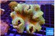 Sarcophyton greeny polyps 7-12 cm WYSIWYG acclimaté