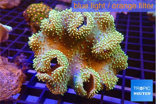 Sarcophyton greeny polyps 7-12 cm WYSIWYG acclimaté