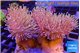 Sarcophyton multi body long white tips polyps 7-12 cm WYSIWYG acclimaté