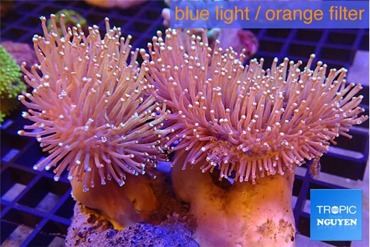 Sarcophyton multi body long white tips polyps 7-12 cm WYSIWYG acclimaté
