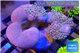 Sarcophyton multi body long white tips polyps 7-12 cm WYSIWYG acclimaté