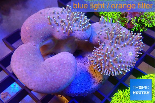 Sarcophyton multi body long white tips polyps 7-12 cm WYSIWYG acclimaté