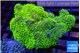 Pachyclavularis full neon green polyps 7-11 cm WYSIWYG acclimaté