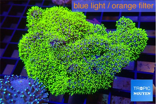 Pachyclavularis full neon green polyps 7-11 cm WYSIWYG acclimaté