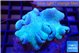 Sarcophyton long polyps 7-11 cm WYSIWYG acclimaté