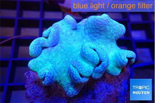 Sarcophyton long polyps 7-11 cm WYSIWYG acclimaté