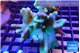 Lobophytum greeny polyps 7-14 cm WYSIWYG acclimaté