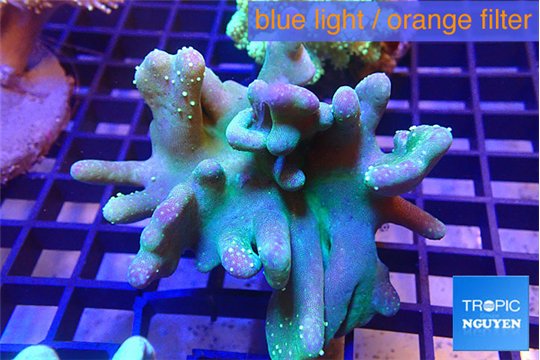 Lobophytum greeny polyps 7-14 cm WYSIWYG acclimaté