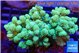 Sinularia golden green 6-10 cm WYSIWYG acclimaté