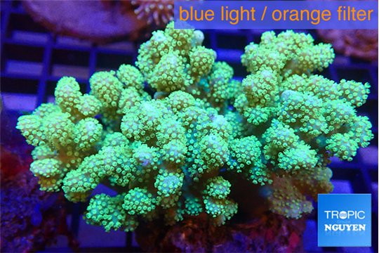 Sinularia golden green 6-10 cm WYSIWYG acclimaté