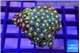 Zoanthus green blue 3-5 cm WYSIWYG acclimaté