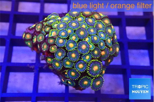 Zoanthus green blue 3-5 cm WYSIWYG acclimaté