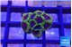 Zoanthus pink diamond 1-3 cm WYSIWYG acclimaté