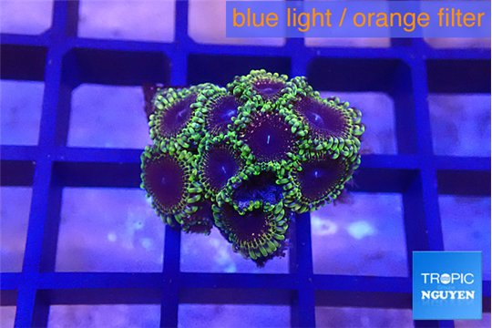 Zoanthus pink diamond 1-3 cm WYSIWYG acclimaté