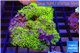 Pachyclavularis full neon green polyps 7-11 cm WYSIWYG acclimaté
