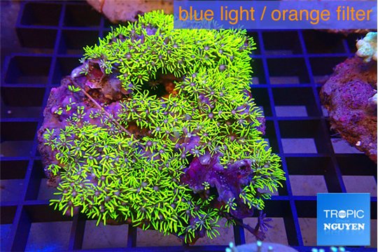 Pachyclavularis full neon green polyps 7-11 cm WYSIWYG acclimaté