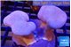 Sarcophyton multi body long white tips polyps 7-12 cm WYSIWYG acclimaté